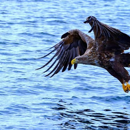 Eagle View Lofoten Bostad Exterior photo