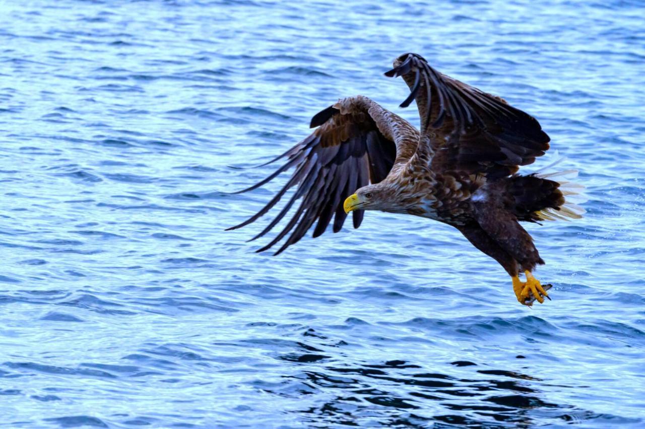 Eagle View Lofoten Bostad Exterior photo